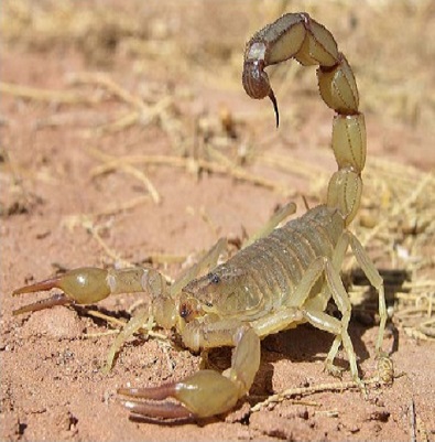 Stratégie IPM contre les piqures scorpioniques