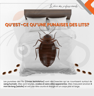 Qu’est-ce qu’une punaises des lits?