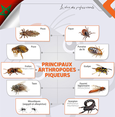 Quels sont les principaux arthropodes piqueurs ?