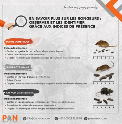 En savoir plus sur les rongeurs : observer et les identifier grâce aux indices de présence