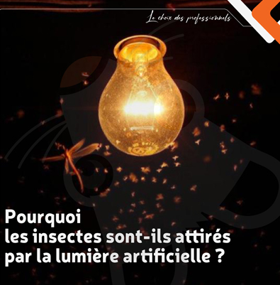 Pourquoi les insectes sont-ils attirés par la lumière ?