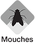 Mouches